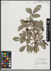 Foto von Salix appendiculata Vill.